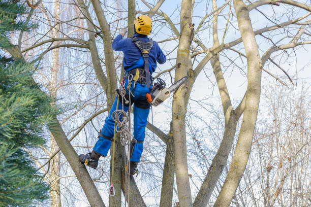 Best Emergency Tree Removal  in Church Rock, NM