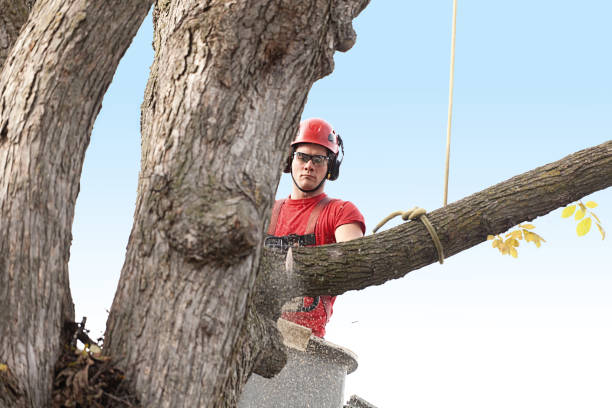 Reliable Church Rock, NM Tree Care Solutions